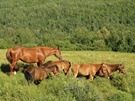 Témis à Cheval - chevaux