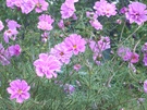 Mallow flowers