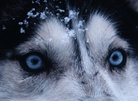 chien husky