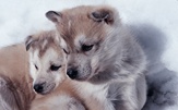 bébés chiens