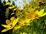 fleur jaune