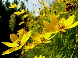 fleur jaune