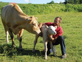 &Eacute;levage de bovins