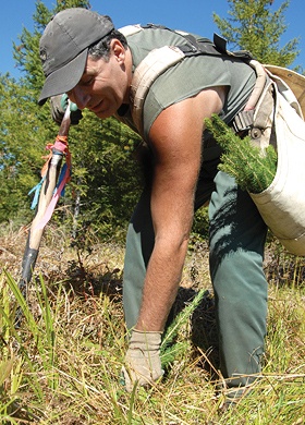 R&eacute;g&eacute;n&eacute;ration de nos for&ecirc;ts