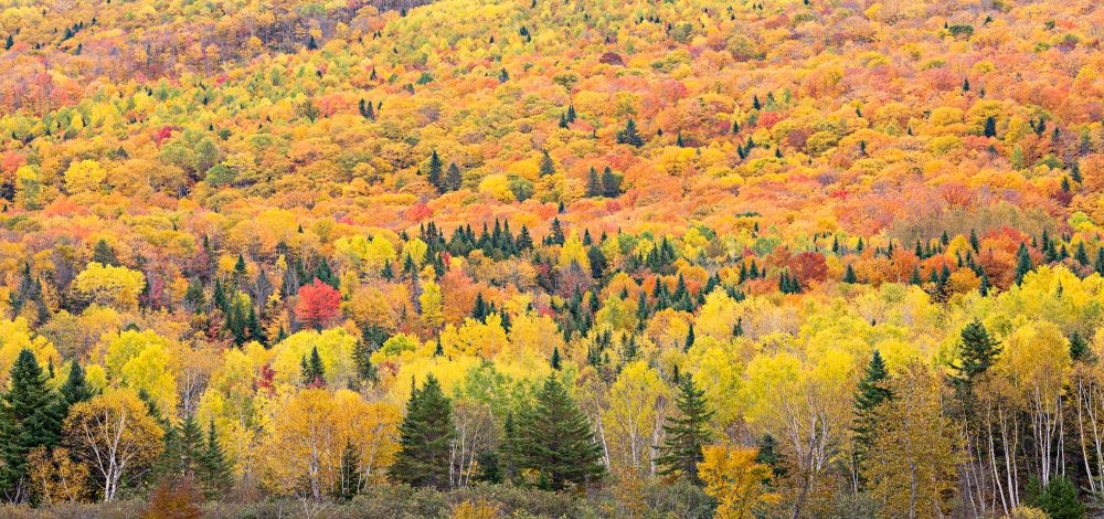Paysage d'automne