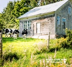 grange et vaches