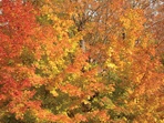 Érable en automne