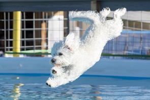 canin