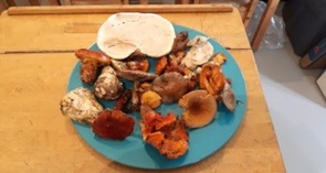 champignons chapelle