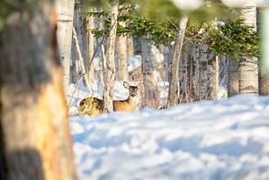 La magie de l'hiver — Véro Vallières Artiste