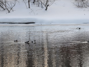 Sentier du lac aux Canards