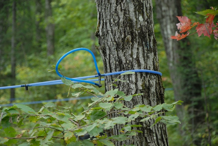 maple tree