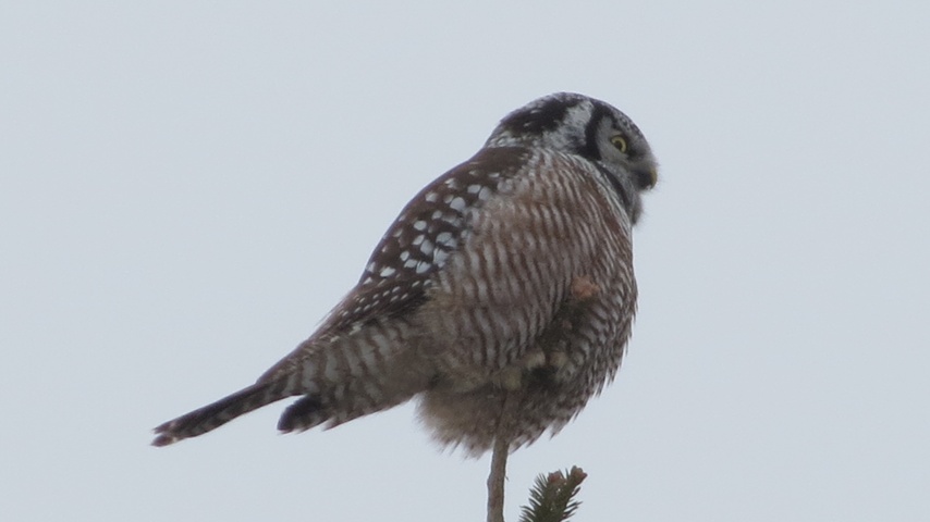 Éco-Site-hibou