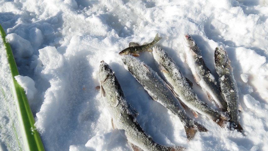 Éco-Site-poissons