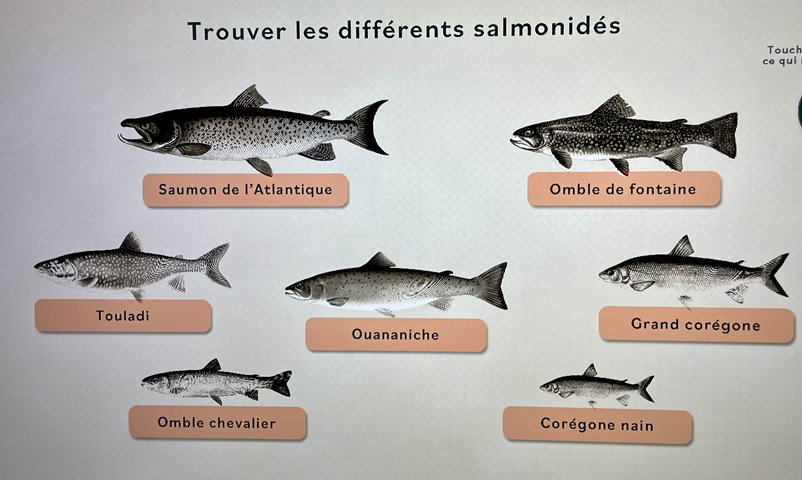 salmo5