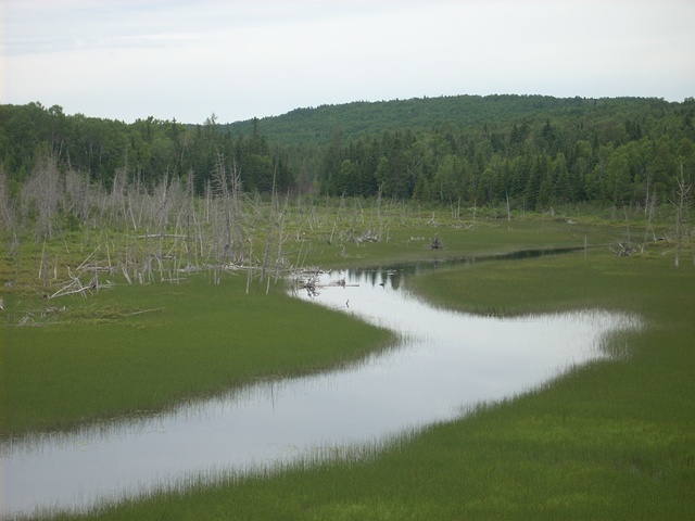 Marshland